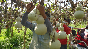 The Materials Behind a Handcrafted Urushi Lacquer Gourd Bottle