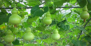 The Making of a Handcrafted Urushi Gourd